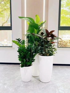 享宁波慈溪专业盆景出租,焕新您的环境!